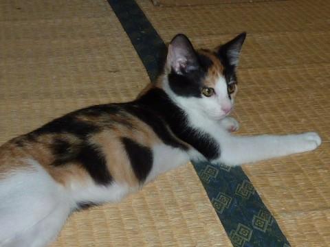 三毛ねこちゃん