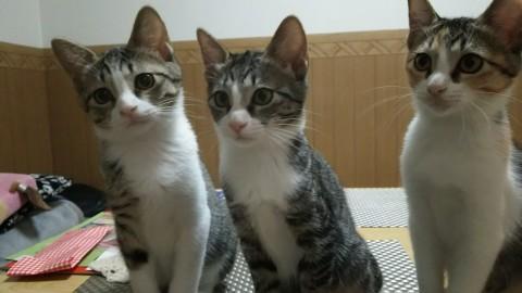 元気な３姉妹