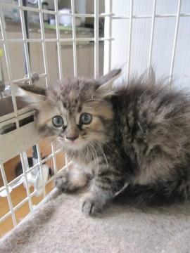 半長毛のふわふわのきじ虎