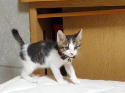 パッチリした目の女の子