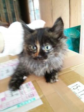 さび猫ロングの鍵しっぽちゃん
