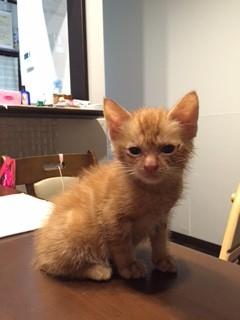 茶トラの甘えん坊