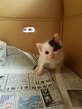 背中の模様がかわいい猫