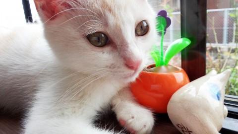 人懐こい白クリーム子猫