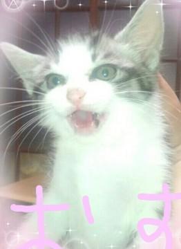 子猫が産まれました