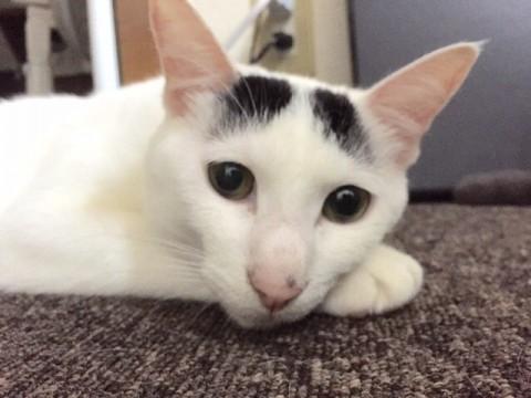 猫]埼玉県の里親募集 猫集めのまろまゆさん猫☆