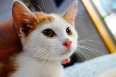 ★生後２ヶ月茶白ブラザース★