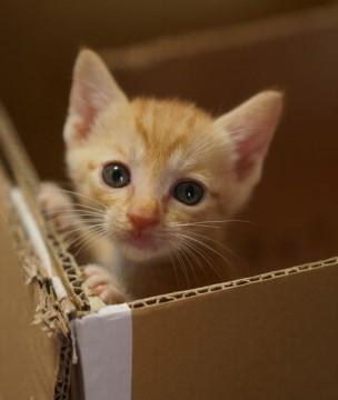 やんちゃな茶トラ君