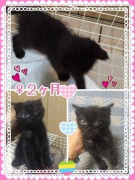 黒猫ちゃん★生後2ヶ月♀