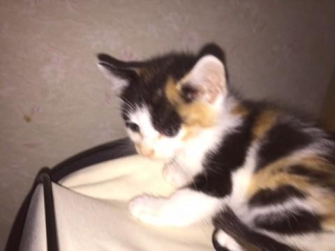 息子が拾ってきてしまった3兄弟③