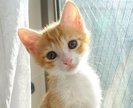 甘えん坊の3ヶ月☆茶トラ白♀