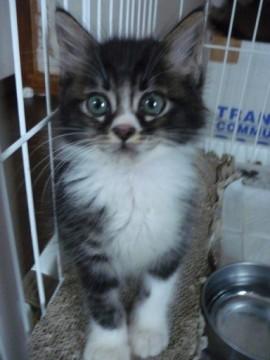 くりくりお目目の黒白毛長ちゃんで