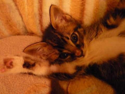 キジ白１．５か月