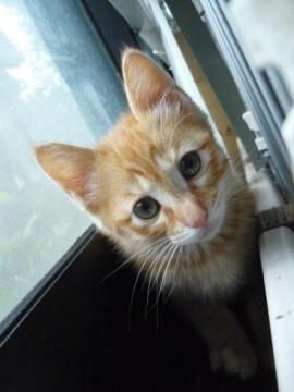 茶トラメス２か月です。