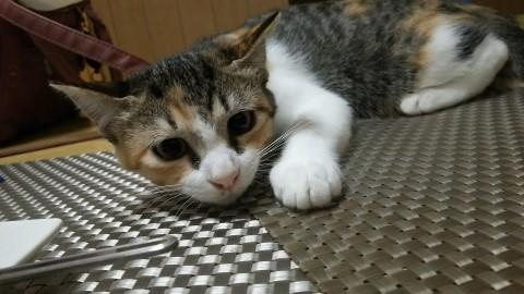 やんちゃな食いしん坊 三毛猫女子
