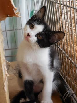 ４月１８日生、手足長いぶち