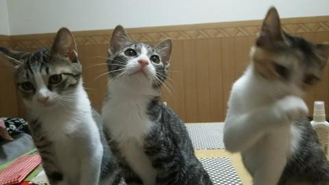左端のくこです 元気いっぱいです