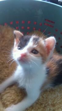 ヨチヨチ可愛い♪みけチビ仔猫！