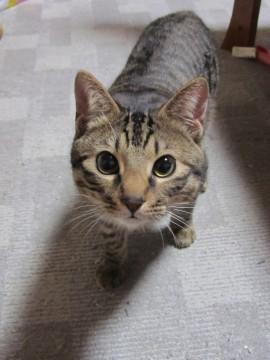 かわいい猫たち
