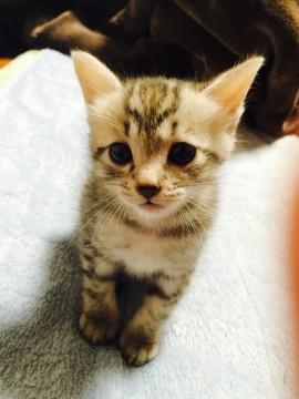 生後2ヶ月程の子猫ちゃん