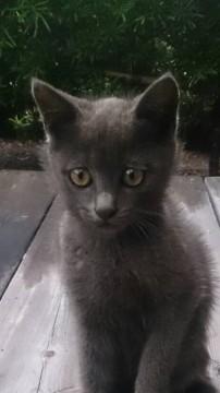 ロシアンブルーみたいな色です！