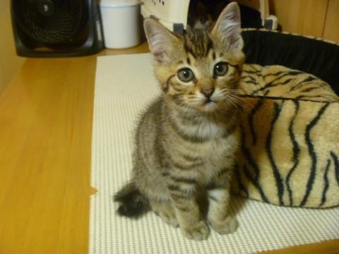 甘えん坊のキジ猫くん