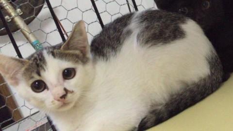 ★美猫★3か月こねこ