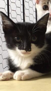 ふわふわ毛色の特徴ある子猫ちゃん