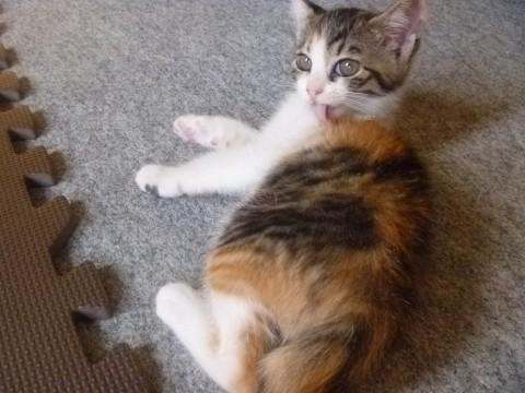 良く寝る三毛猫ちゃん