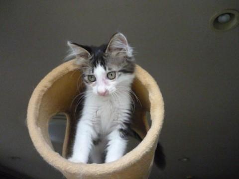 黒白毛長ちゃん