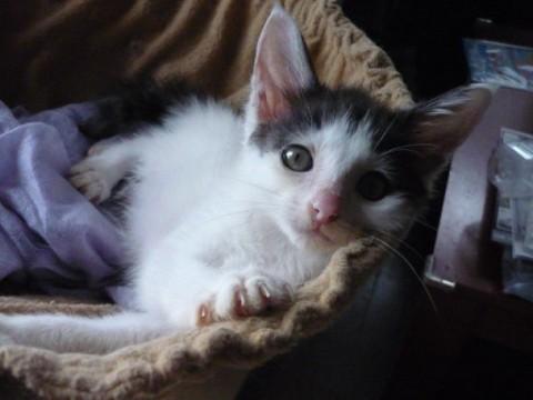 白黒ふあふあちゃん