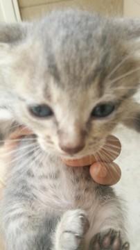 三匹の子猫