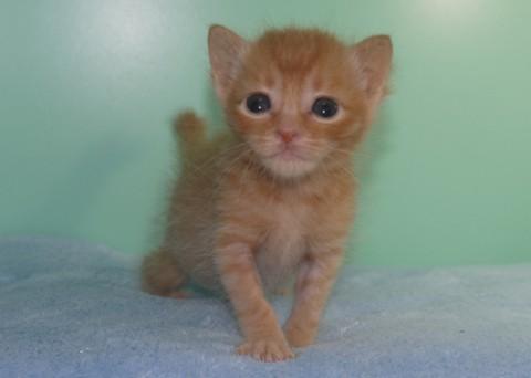 哺乳瓶から育ててみたい方