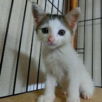 絶妙なかぶりぐあい