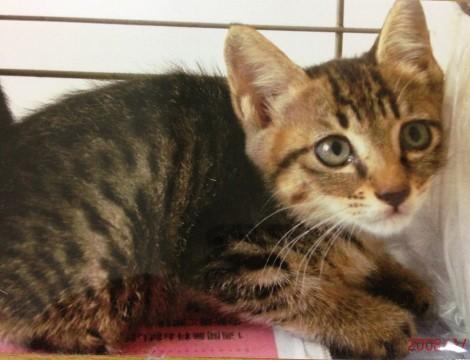 元気なキジ女子☆大人猫と仲良し
