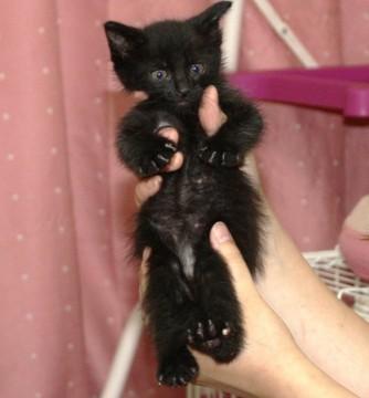 甘えん坊の黒猫ちゃん