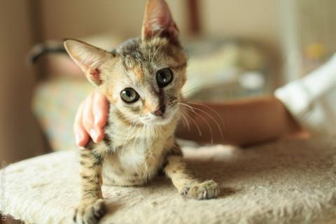 元気で懐こい麦ちゃん