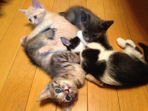 かわいい盛りの美ネコ四にゃん