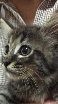 長毛のかわい子ちゃんです