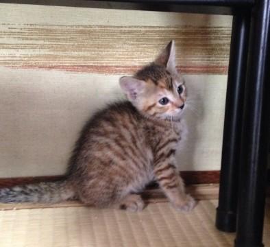 【大阪】生後約2ヶ月の人懐こい真