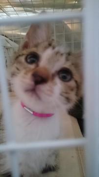 人懐っこいキジネコちゃん