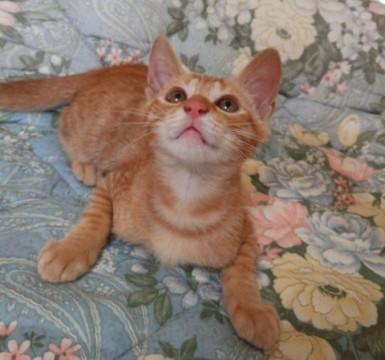 甘えん坊の仔茶トラのオス猫ちゃん