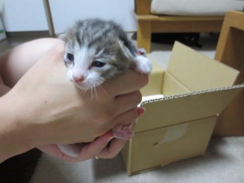 ３きょうだいの仔猫