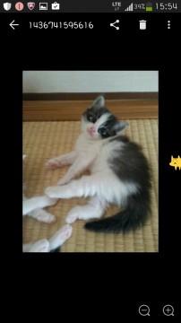 フワフワ美人の子猫