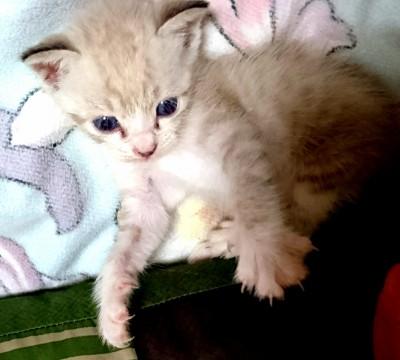 可愛い2匹の子猫