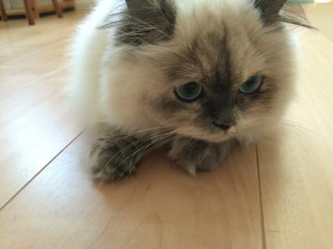 ふわふわヒマラヤン