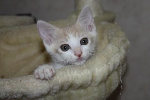 綺麗なクリーム白の女の子