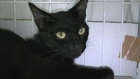 つやつやの黒猫セラちゃん♀約６か