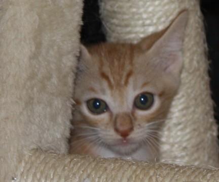 美男子の茶トラ君