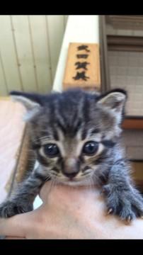 可愛い4兄妹！